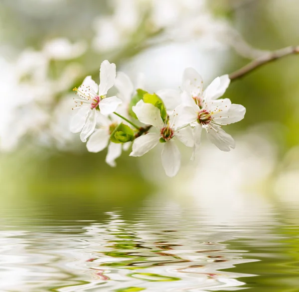 Цвітіння весни, білий — стокове фото