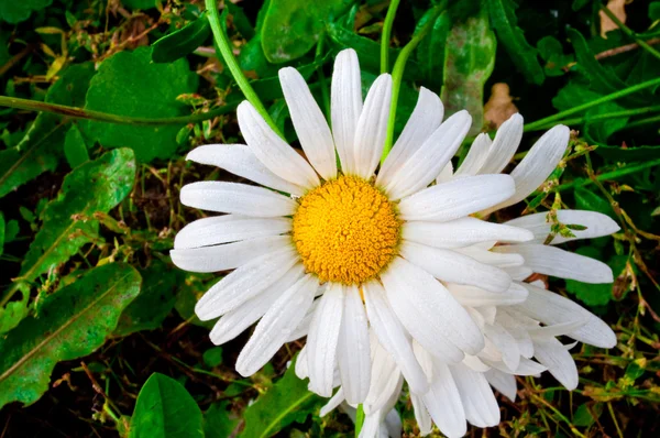 stock image White chamomile