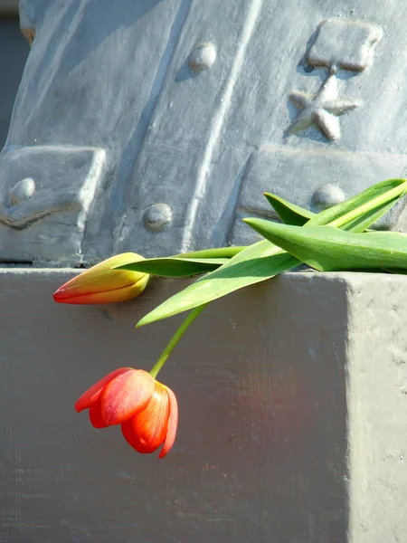 Dva tulipány a krach — Stock fotografie