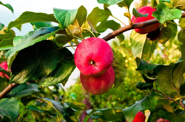 stock image Two red apples on a branch