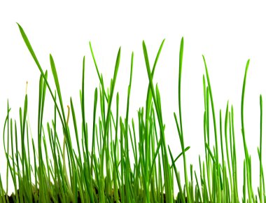 The green shoots of wheat clipart