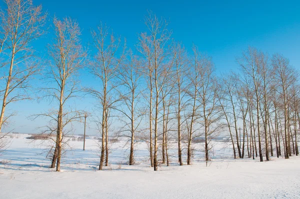 stock image Russian winter