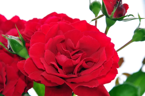 Rose rosse su bianco — Foto Stock