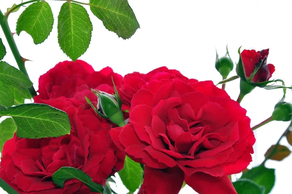 stock image red Roses on white