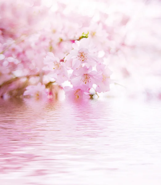 Flores de cereja de primavera Fotografia De Stock