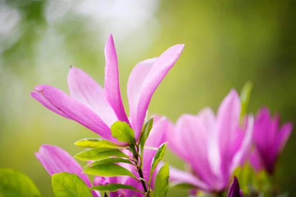Baharda manolya çiçekleri — Stok fotoğraf