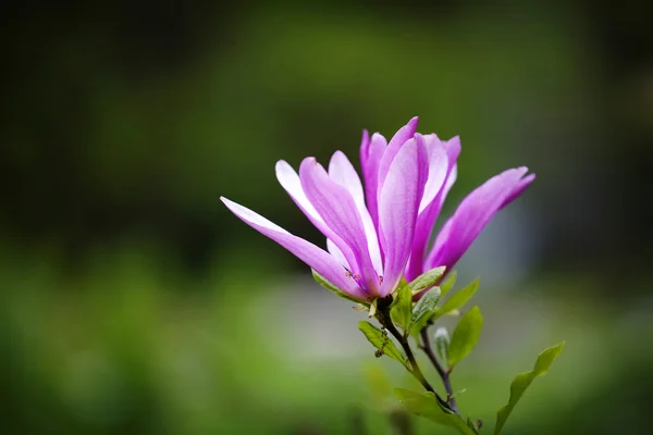 Magnolie blüht im Frühling — Stockfoto
