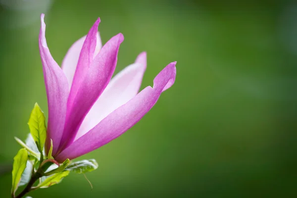 春のマグノリアの花 — ストック写真