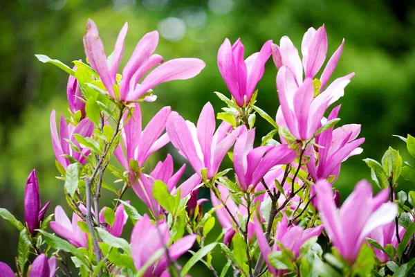 봄에 피는 마뇰 리아 꽃 — 스톡 사진