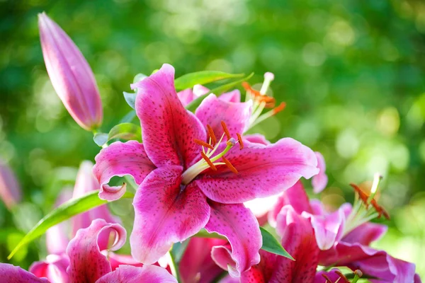 Voorjaar bloem. Lily — Stockfoto