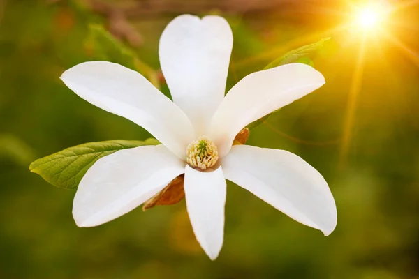 Flor de magnólia — Fotografia de Stock