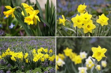 Yellow spring daffodils clipart