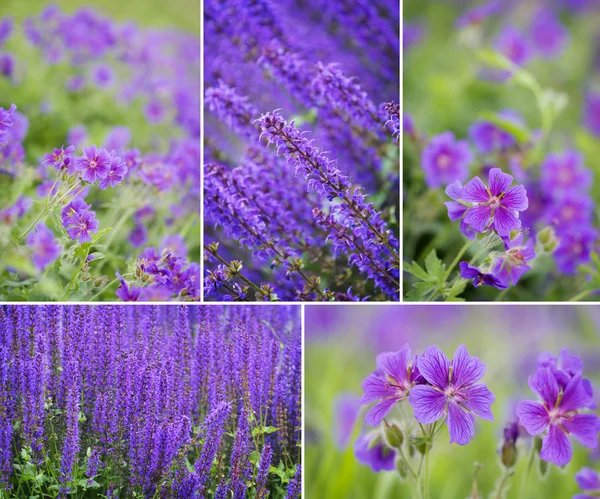 Collection of spring flowers — Stock Photo, Image