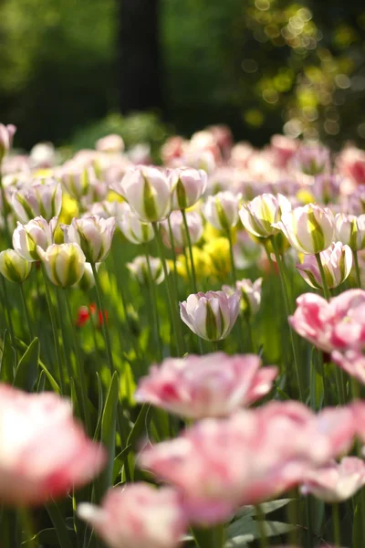 Тюльпаны в городском саду — стоковое фото
