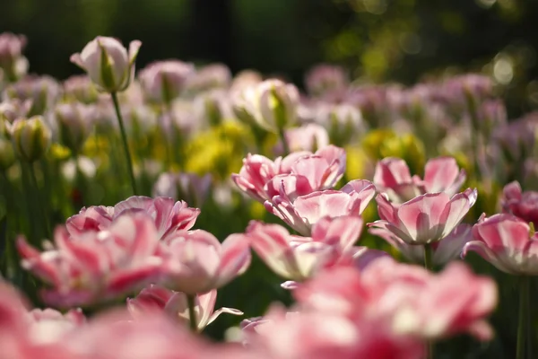 Tulipanes en Town Garden —  Fotos de Stock