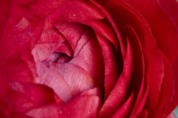 赤い花のクローズ アップ — ストック写真