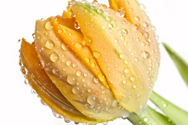 Макро из свежих цветов — стоковое фото