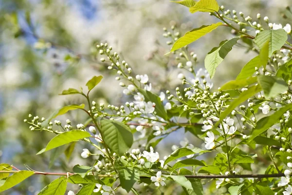 Inflorescence of bird cherry tree — Stock Photo, Image