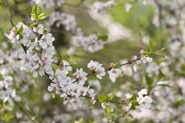 Sakura flores de primavera — Fotografia de Stock