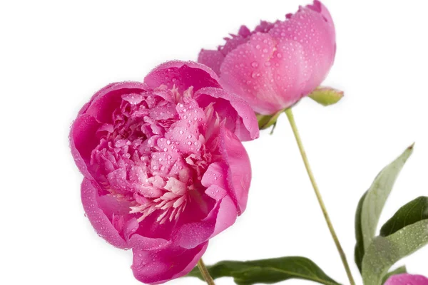 Pink peony with water drops — Stock Photo, Image