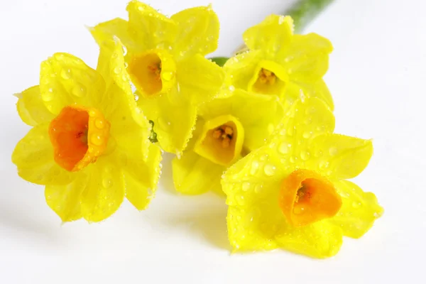 Macro van natte bloem — Stockfoto