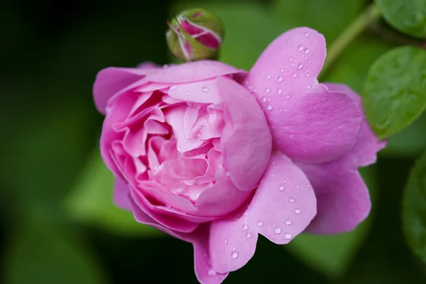 Helder roze rozen — Stockfoto