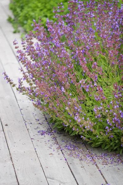 stock image Closeup of lavender flowers