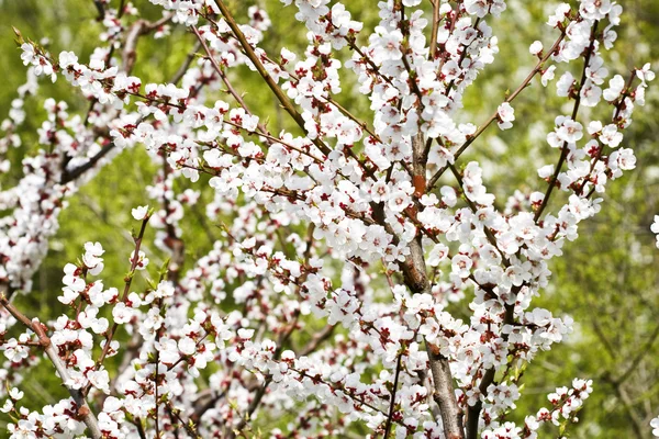 Květina strom — Stock fotografie