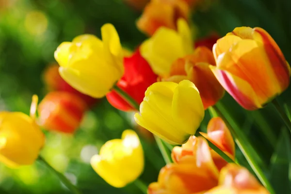 Tulipanes en Town Garden —  Fotos de Stock