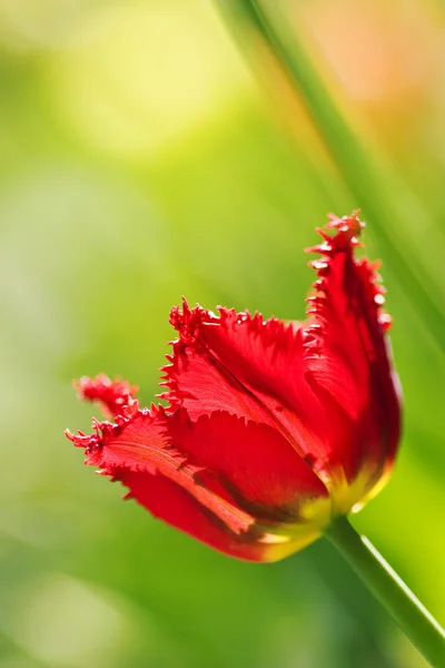 镇花园里的郁金香 — 图库照片