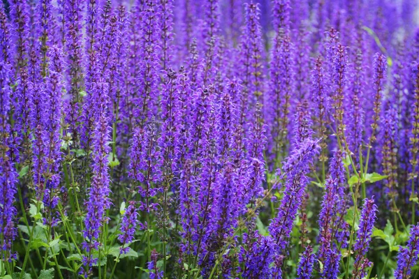 Beautiful violet sage — Stock Photo, Image