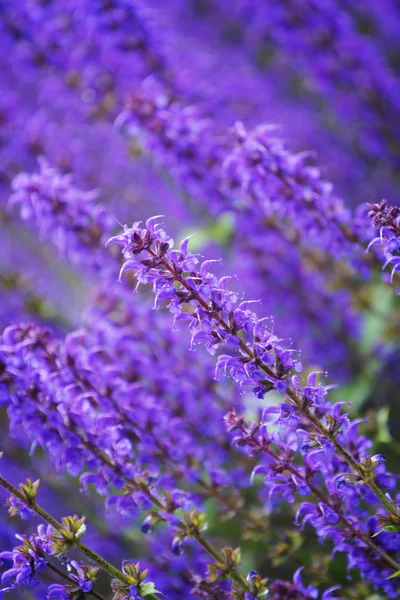 Hermosa salvia violeta —  Fotos de Stock