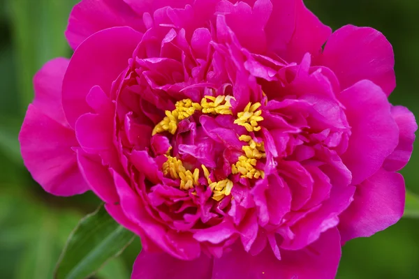 Красивый цветок пиона . — стоковое фото