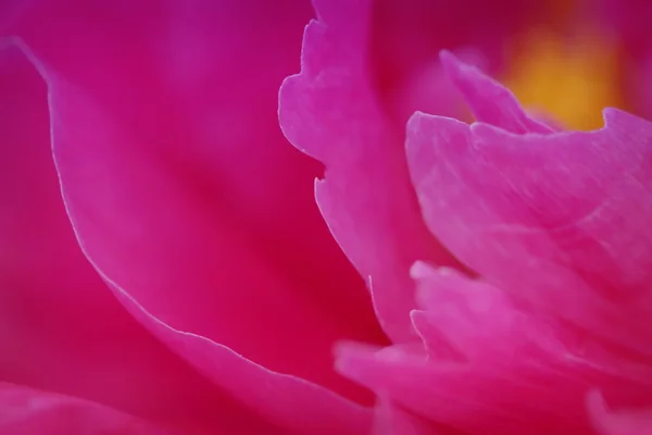 Красивый цветок пиона . — стоковое фото
