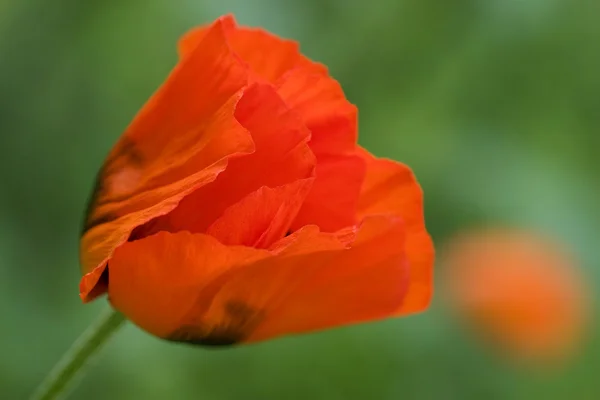 Close shot in a poppy — Stock fotografie