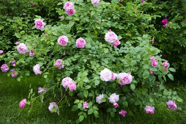 Яркие розовые розы — стоковое фото