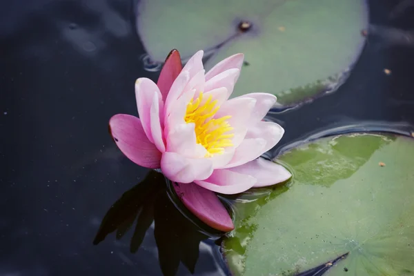 Beautiful waterlily — Stock Photo, Image