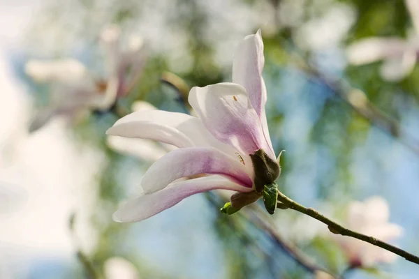 マグノリアの花 — ストック写真