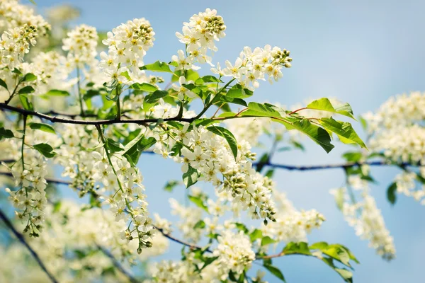 Cerisier d'oiseau en fleurs — Photo