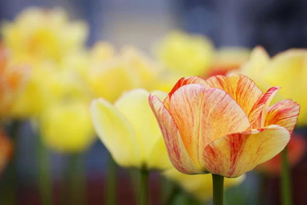 Tulpen in stad tuin — Stockfoto