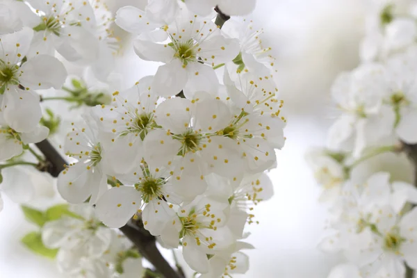 Blomma träd på naturliga bakgrund — Stockfoto
