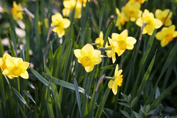 Piękny wiosenny kwiat — Zdjęcie stockowe