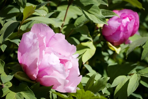 Close-up pink peony — Stock Photo, Image