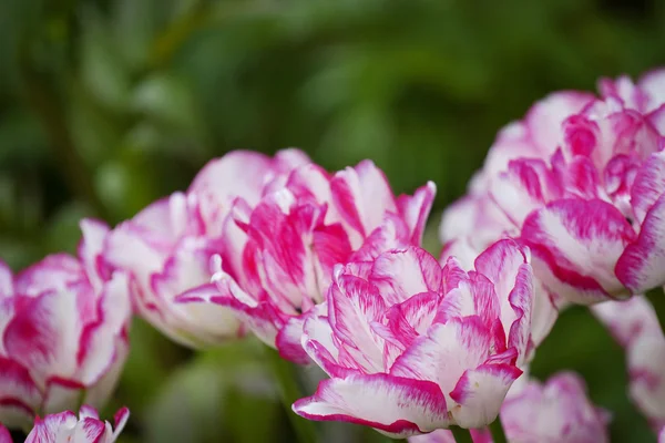 Tulipány ve městě zahradě — Stock fotografie