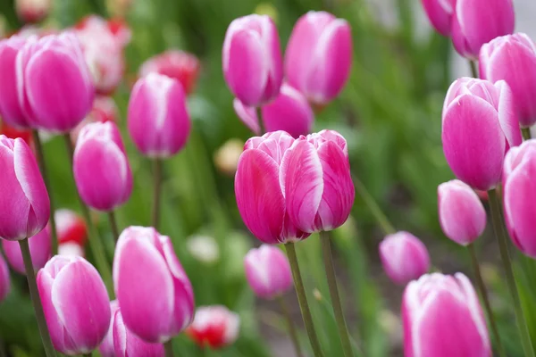 Тюльпаны в городском саду — стоковое фото