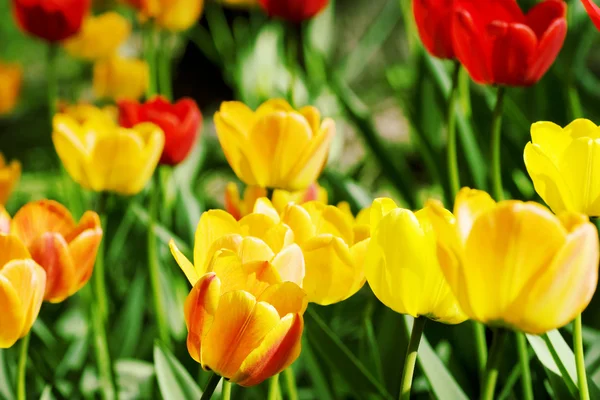 Tulipány ve městě zahradě, Royalty Free Stock Fotografie
