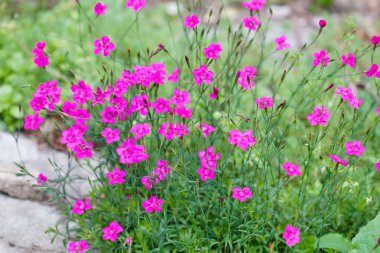 Wild wood carnation close up in summer clipart