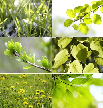 Beautiful green leaves Collection clipart