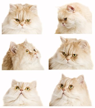 Collection Ginger Cat clipart