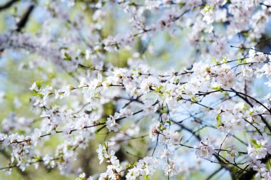 Sakura bahar çiçekleri, sığ dof